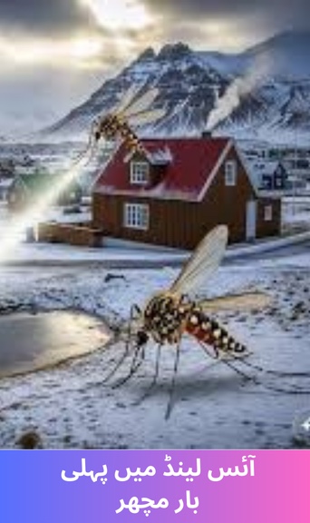 Mosquitoes for the first time in Iceland